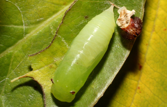 Figura 11. Pupa <i>Hoodus pelopidas</i>. (24-SRNP-80782-DHJ786857.jpg).