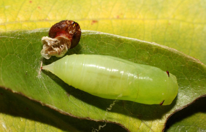 Figura 12. Pupa <i>Hoodus pelopidas</i>. (24-SRNP-80782-DHJ786858.jpg).