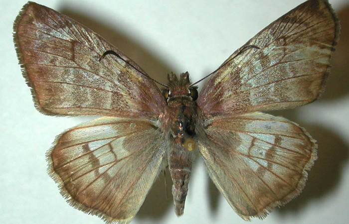 Figura 13. Adulto <i>Hoodus pelopidas</i> (Erebidae), posición vista dorsal. (95-SRNP-6458-DHJ31844).