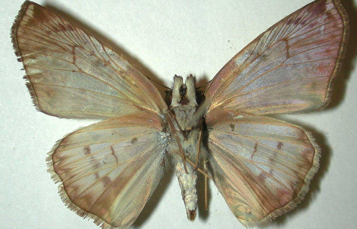 Figura 14. Adulto <i>Hoodus pelopidas</i> (Erebidae), posición vista ventral. (95-SRNP-6458-DHJ31845.jpg).