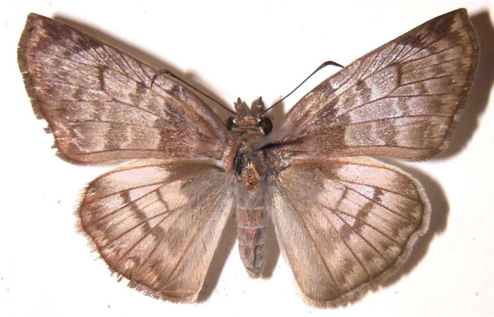 Figura 15. Adulto <i>Hoodus pelopidas</i> (Erebidae), posición vista ventral. (03-SRNP-649-DHJ36720).