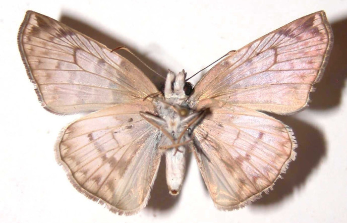 Figura 16. Adulto <i>Hoodus pelopidas</i> (Erebidae), posición vista ventral. (03-SRNP-649-DHJ36721.jpg).