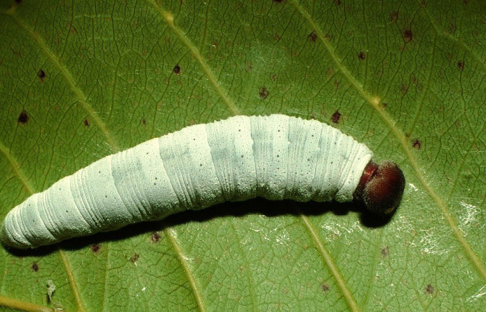 Figura 17. Dorsal entero <i>Phocides</i> pigmalionDHJ01, (Hesperiidae), en la planta <i>Terminalia catappa</i> (Combretaceae). Sector Santa Rosa. Argelia, (elevación 675 metros). Colectada 24 julio 2000. (00-SRNP-16167-DHJ56074.jpg).