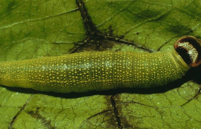 Figura 18. Dorsal entero <i>Hoodus pelopidas</i>, (Hesperiidae), en la planta <i>Terminalia catappa</i> (Combretaceae). Sector Santa Rosa. Vado Cuajiniquil, (elevación 675 metros). Colectada 12 enero 1994. (94-SRNP-266-DHJ26520.jpg).