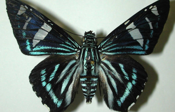 Figura 19. Adulto <i>Phocides</i> pigmalionDHJ01 (Hesperiidae), posición vista dorsal. (99-SRNP-16188-DHJ31974).