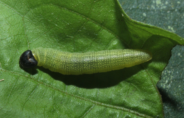 Figura 1. Dorsal entero <i>Hoodus pelopidas</i>, (Hesperiidae), en la planta <i>Combretum fruticosum</i> (Combretaceae). Sector Pitilla. Medrano, (elevación 380 metros). Colectada 6 febrero 2016. (16-SRNP-70339-DHJ732538.jpg).