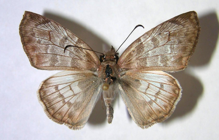 Figura 20. Adulto <i>Hoodus pelopidas</i> (Hesperiidae), posición vista dorsal. (00-SRNP-6099-DHJ369048).