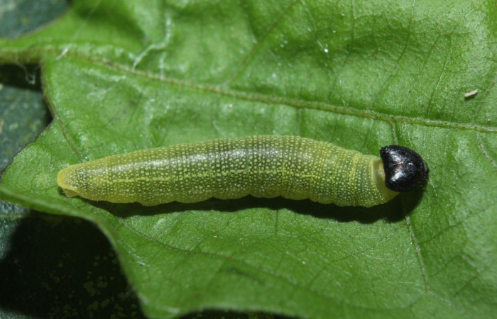 Figura 2. Lateral entero <i>Hoodus pelopidas</i>, (Hesperiidae), en la planta <i>Combretum fruticosum</i> (Combretaceae). Sector Pitilla. Medrano, (elevación 380 metros). Colectada 6 febrero 2016. (16-SRNP-70339-DHJ732540.jpg).