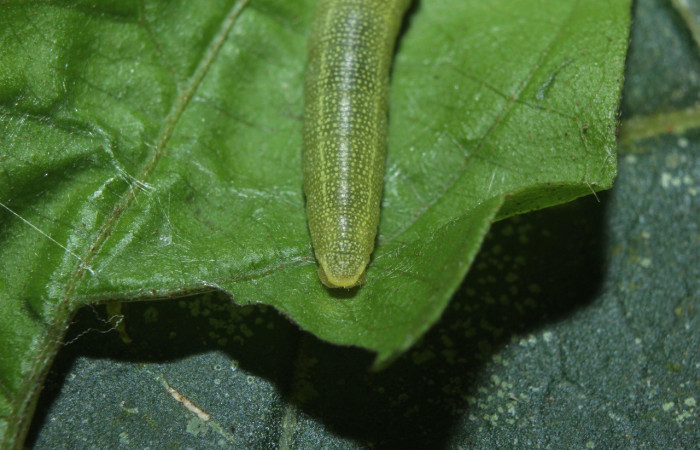 Figura 3. Parte posterior <i>Hoodus pelopidas</i>, (Hesperiidae), en la planta <i>Combretum fruticosum</i> (Combretaceae). Sector Pitilla. Medrano, (elevación 380 metros). Colectada 6 febrero 2016. (16-SRNP-70339-DHJ732539.jpg).
