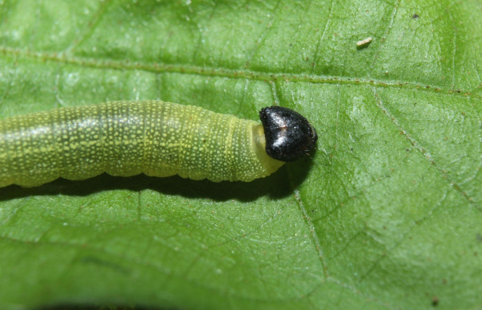 Figura 4. Cabezar <i>Hoodus pelopidas</i>, (Hesperiidae), en la planta <i>Combretum fruticosum</i> (Combretaceae). Sector Pitilla. Medrano, (elevación 380 metros). Colectada 6 febrero 2016. (16-SRNP-70339-DHJ732541.jpg).