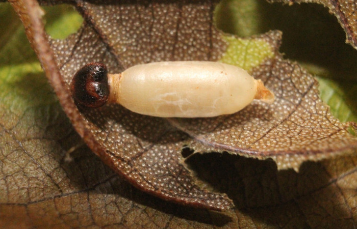 Figura 5. Capullo de parásito, puesto en larva <i>Hoodus pelopidas</i> de la familia (Ichneumonidae), puestos en la larva <i>Hoodus pelopidas</i>. (16-SRNP-45088-DHJ718403.jpg).