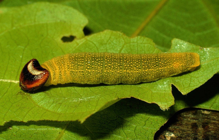 Figura 7. Lateral entero <i>Hoodus pelopidas</i>, (Hesperiidae), en la planta <i>Combretum fruticosum</i> (Combretaceae). Sector Santa Rosa. Argelia, (elevación 675 metros). Colectada 20 julio 1993. (93-SRNP-3871-DHJ26518.jpg).