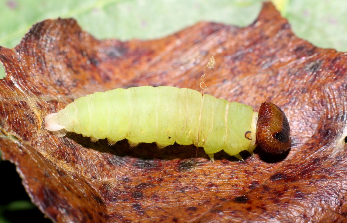 Figura 9. Cabeza <i>Hoodus pelopidas</i>, (Hesperiidae), en la planta <i>Combretum fruticosum</i> (Combretaceae). Sector Santa Rosa. Argelia, (elevación 675 metros). Colectada 20 julio 1993. (93-SRNP-3871-DHJ26519.jpg).