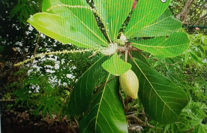 Figura 21. Planta <i>Terminalia catappa</i>, (Combretaceae), de <i>Hoodus pelopidas</i>, (Hesperiidae). Foto, Ana Córdoba.