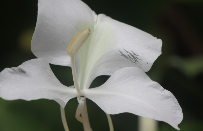 Figura. 10 Pistilo de flor, <i>Hedychium coronarium</i>, (Zingiberaceae). Area de Conservación Guanacaste, Sector Rincón
Rain Forest, Estación Biológica Leiva. Selva, (elevación 410 metros), colectada el 21 de setiembre 2024. Foto, Jorge Hernández.