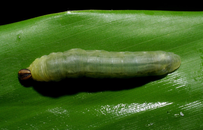 Figura. 11 Larva <i>Cynea diluta</i>, (Hesperiidae), posición dorsal entero
alimentándose en <i>Hedychium coronarium</i>, (Zingeberaceae). (10) 14-SRNP-42744-DHJ708948.jpg).