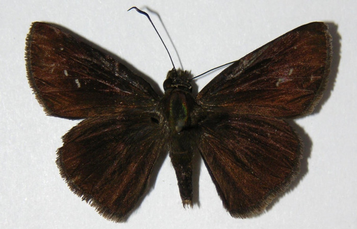Figura. 12 Adulto <i>Cynea diluta</i>, (Hesperiidae), posición vista dorsal. (06-SRNP-1421-DHJ334132).
