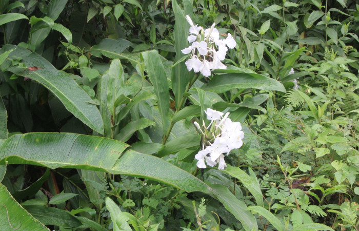 Figura. 1 Habitad, <i>Hedychium coronarium</i>, (Zingiberaceae). Area de Conservación Guanacaste, Sector Rincón
Rain Forest, Estación Biológica Leiva. Selva, (elevación 410 metros), colectada el 21 de setiembre 2024. Foto, Jorge Hernández.