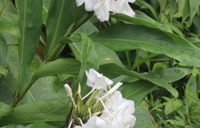 Figura. 2 Habitad, <i>Hedychium coronarium</i>, (Zingiberaceae). Area de Conservación Guanacaste, Sector Rincón
Rain Forest, Estación Biológica Leiva. Selva, (elevación 410 metros), colectada el 21 de setiembre 2024. Foto, Jorge Hernández.