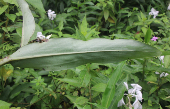 Figura. 3 Hojas envés, <i>Hedychium coronarium</i>, (Zingiberaceae). Area de Conservación Guanacaste, Sector Rincón
Rain Forest, Estación Biológica Leiva. Selva, (elevación 410 metros), colectada el 21 de setiembre 2024. Foto, Jorge Hernández.