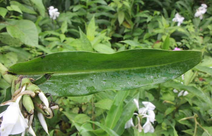 Figura. 4 Hoja haz, <i>Hedychium coronarium</i>, (Zingiberaceae). Area de Conservación Guanacaste, Sector Rincón
Rain Forest, Estación Leiva. Selva, (elevación 410 metros), colectada el 21 de setiembre 2024. Foto, Jorge Hernández.