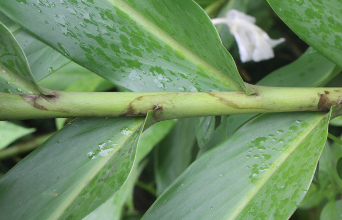 Figura. 5 Hojas, <i>Hedychium coronarium</i>, (Zingiberaceae). Area de Conservación Guanacaste, Sector Rincón
Rain Forest, Estación Biológica Leiva. Selva, (elevación 410 metros), colectada el 21 de setiembre 2024. Foto, Jorge Hernández.