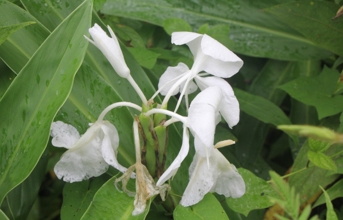 Figura. 6 Flores, <i>Hedychium coronarium</i>, (Zingiberaceae). Area de Conservación Guanacaste, Sector Rincón
Rain Forest, Estación Leiva. Selva, (elevación 410 metros), colectada el 21 de setiembre 2024. Foto, Jorge Hernández.