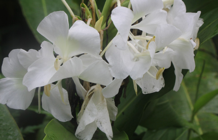 Figura. 7 Flores agrupadas, <i>Hedychium coronarium</i>, (Zingiberaceae). Area de Conservación Guanacaste, Sector Rincón
Rain Forest, Estación Biológica Leiva. Selva, (elevación 410 metros), colectada el 21 de setiembre 2024. Foto, Jorge Hernández.