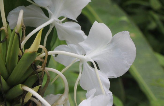 Figura. 8 Botones florales, <i>Hedychium coronarium</i>, (Zingiberaceae). Area de Conservación Guanacaste, Sector Rincón
Rain Forest, Estación Biológica Leiva. Selva, (elevación 410 metros), colectada el 21 de setiembre 2024. Foto, Jorge Hernández.