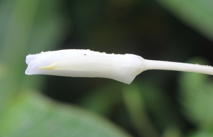 Figura. 9 Botón de flor, <i>Hedychium coronarium</i>, (Zingiberaceae). Area de Conservación Guanacaste, Sector Rincón
Rain Forest, Estación Biológica Leiva. Selva, (elevación 410 metros), colectada el 21 de setiembre 2024. Foto, Jorge Hernández.