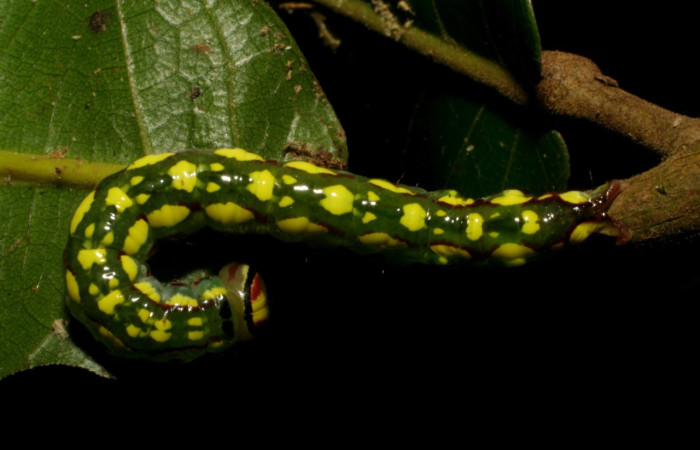 Figura 5. Larva de <i>Disphragis danala</i> (Notodontidae), PPU estadio, parte dorsal, PU estadio. Voucher: 05-SRNP-48721-DHJ408110.jpg.