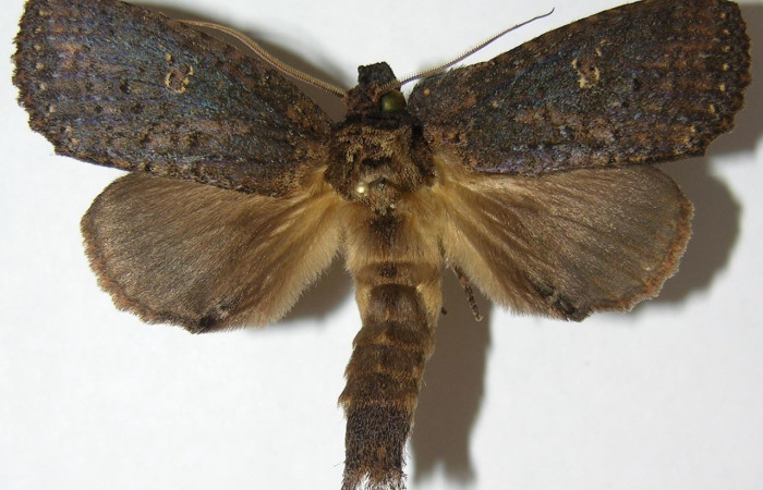 Figura 7. Adulto de <i>Disphragis</i> danalaICG01 (Notodontidae). Voucher: 07-SRNP-3151-DHJ387618.
