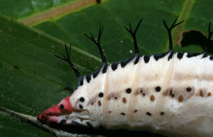 Figura 9. Pupa de <i>Baeotus beotus</i> (Nymphalidae). Voucher: 09-SRNP-31431-DHJ458568.jpg.