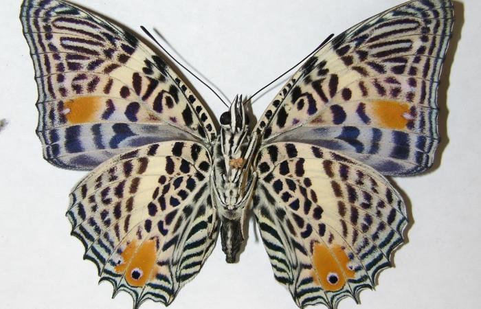 Figura 11. Adulto de <i>Baeotus beotus</i> (Nymphalidae). Parte Ventral. Voucher: 09-SRNP-31431-DHJ507245.