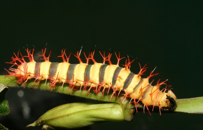 Figura 1. Larva de <i>Baeotus beotus</i> (Nymphalidae). Parte dorsal. U estadio. Voucher: 12-SRNP-2286-DHJ487157.jpg.