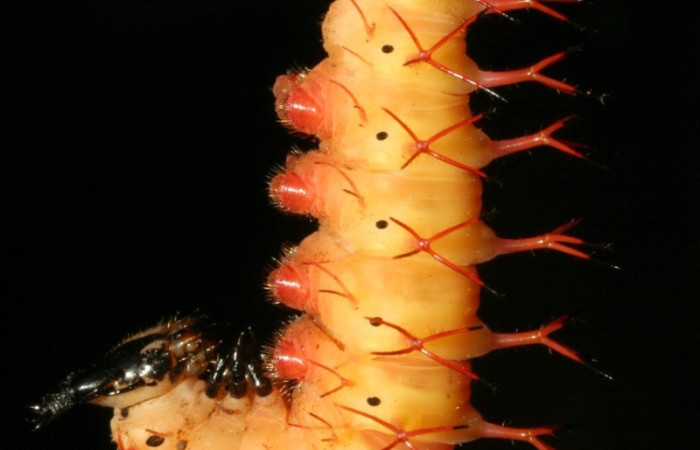 Figura 4. Prepupa de <i>Baeotus beotus</i> (Nymphalidae). Parte lateral. U estadio. Voucher: 12-SRNP-2286-DHJ487162.jpg.