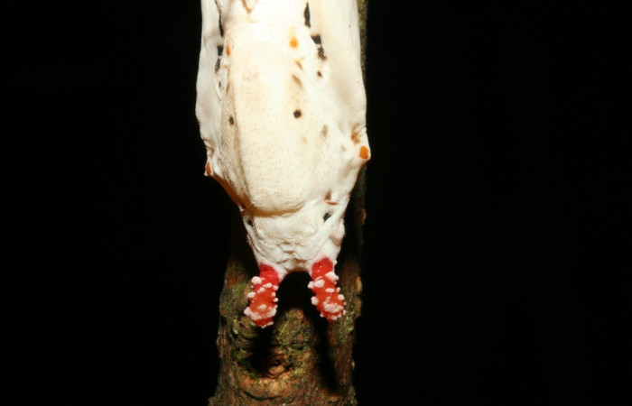 Figura 8. Pupa de <i>Baeotus beotus</i> (Nymphalidae). Voucher: 12-SRNP-2286-DHJ487168.jpg.