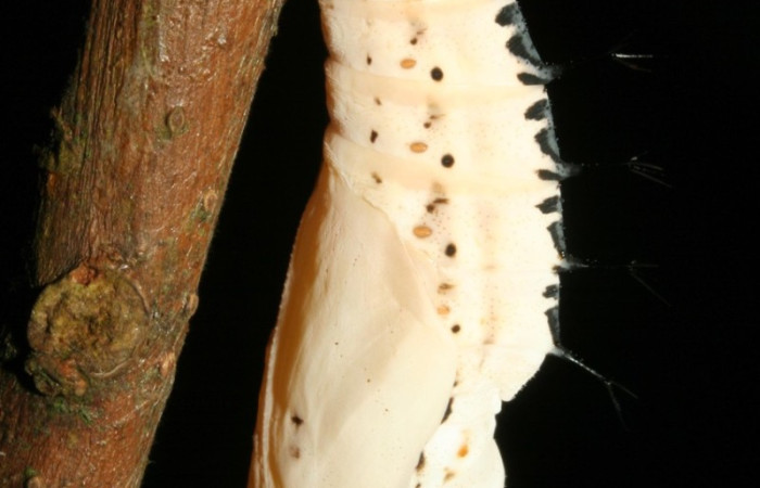 Figura 6. Pupa de <i>Baeotus beotus</i> (Nymphalidae). Parte lateral. Voucher: 12-SRNP-2286-DHJ487169.jpg.