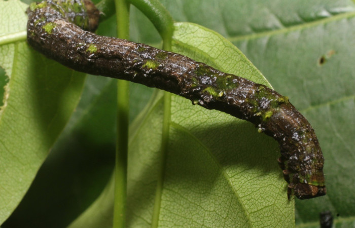  Larva en posición lateral de <i>Pero stuposaria</i> (Geometridae), U estadio. Sector San Cristóbal, Sendero Huerta. Voucher 19-SRNP-1764-DHJ758973.jpg.
