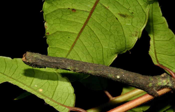  Larva en posición lateral de <i>Ischnopteris</i> bryiferaDHJ02 (Geometridae), U estadio. Sector  San Cristóbal, Sendero Huerta. Voucher 10-SRNP-334-DHJ467187.jpg.