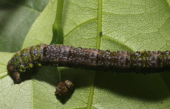  Cola en posición dorsal de <i>Pero stuposaria</i> (Geometridae), U estadio. Sector San Cristóbal, Sendero Huerta. Voucher 19-SRNP-1764-DHJ758970.jpg.