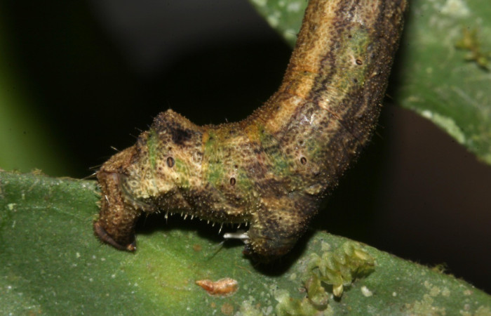  Cola en posición lateral de <i>Ischnopteris</i> bryiferaDHJ02 (Geometridae), U estadio. Sector  Pitilla, Sendero Rotulo. Voucher 18-SRNP-31693-DHJ746993.jpg.