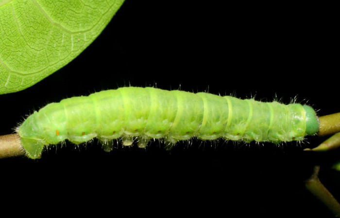 Figura 16. Larva <i>Quentalia</i> surynortaDHJ03 (Bombycidae), último estadío (U) vista dorsal, localidad Punta Plancha, Sector Mundo Nuevo ACG (420).. Voucher: 07-SRNP-56801-DHJ423023.jpg.