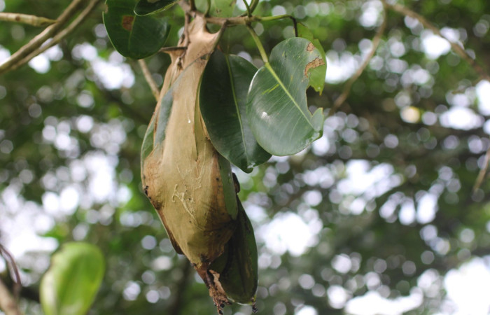 Figura 2. Larvitas <i>Quentalia</i> lividiaDHJ02 (Bombycidae), penúltimo estadio (PU) vista dorsal, localidad, Estación San Gerardo, Sector San Gerardo ACG (575). Voucher: 17-SRNP-1574-DHJ704601.jpg.