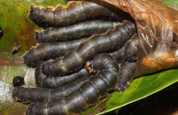 Figura 5. Larvas grupito de <i>Quentalia</i> lividiaDHJ02 (Bombycidae), último estadío (U) vista dorsal, localidad Estación San Gerardo, Sector San Gerardo ACG (575). Voucher: 17-SRNP-1574-DHJ704617.jpg.
