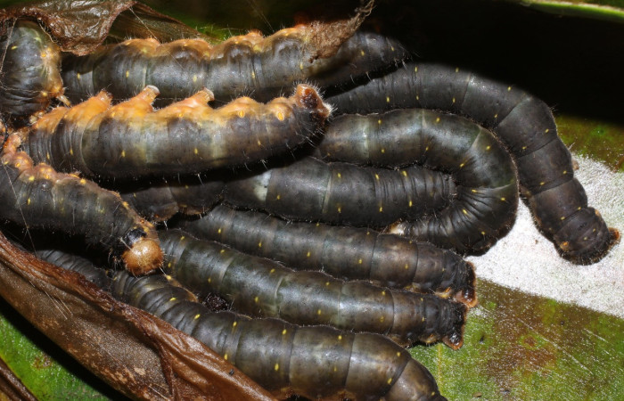 Figura 6. Larvas grupito de <i>Quentalia</i> lividiaDHJ02 (Bombycidae), último estadío (U) vista dorsal, localidad Estación San Gerardo, Sector San Gerardo ACG (575). Voucher: 17-SRNP-1574-DHJ704618.jpg.
