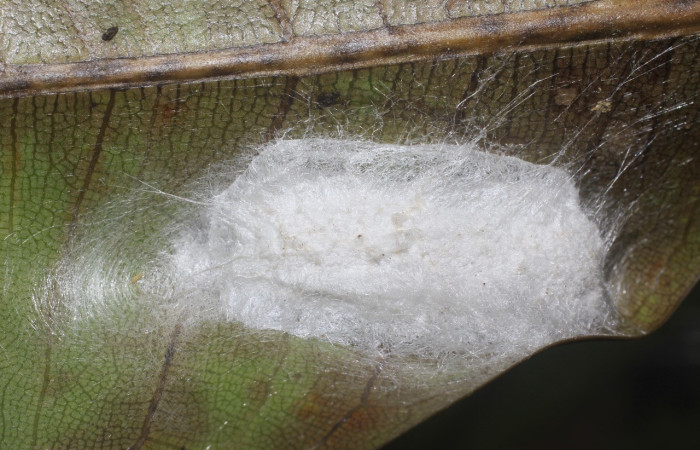 Figura 7. Capullo de <i>Quentalia</i> lividiaDHJ02 (Bombycidae), vista lateral, localidad Estación San Gerardo, Sector San Gerardo ACG (575). Voucher: 17-SRNP-1574-DHJ704630.jpg.