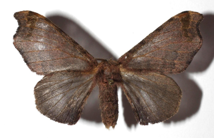 Figura 1. Adulto de <i>Quentalia</i> lividiaDHJ02 (Bombycidae), vista dorsal, localidad, Estación San Gerardo, Sector San Gerardo ACG (575). Voucher: 17-SRNP-1582-DHJ933412.jpg.