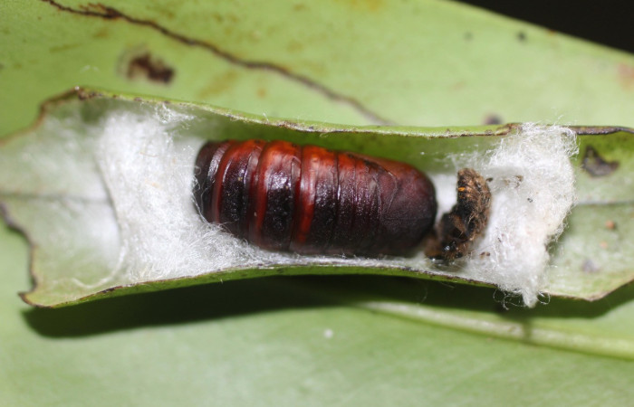 Figura 10. Pupa de <i>Quentalia</i> lividiaDHJ02 (Bombycidae), vista lateral, localidad Estación San Gerardo, Sector San Gerardo ACG (575). Voucher: 17-SRNP-1694-DHJ704632.jpg.