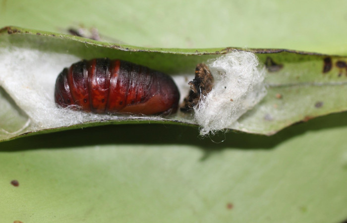Figura 9. Pupa de <i>Quentalia</i> lividiaDHJ02 (Bombycidae), vista lateral, localidad Estación San Gerardo, Sector San Gerardo ACG (575). Voucher: 17-SRNP-1694-DHJ704633.jpg.